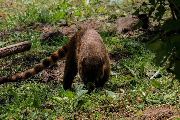 Raccoon Coati Nosuha Nasua Narica Στη Φύση Ρακούν Nasuha Narica — Φωτογραφία Αρχείου