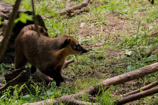 Raccoon Coati Nosuha Nasua Narica Dans Nature Raton Laveur Nasuha — Photo
