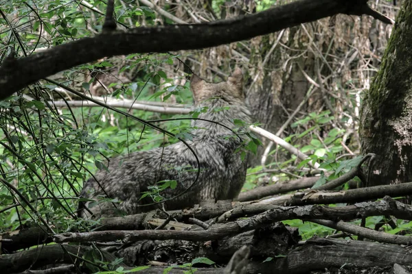 Serigala Timur Canis Lycaon Dekat Gambar Liar Eastern Gray Timber — Stok Foto