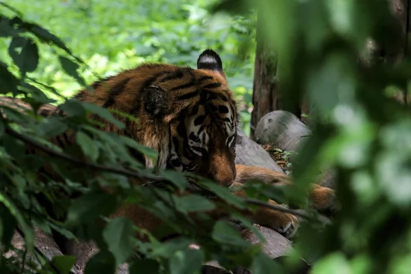 tiger walking in the water. Dangerous animal. Animal in green forest stream. tiger among the leaves of trees.