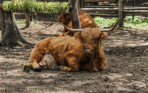 A Highland Cow bos taurus taurus or sometimes known as a Hairy Coo are a rustic cattle breed reared for beef and found throughout. A Highland Cow Lies resting on the ground.