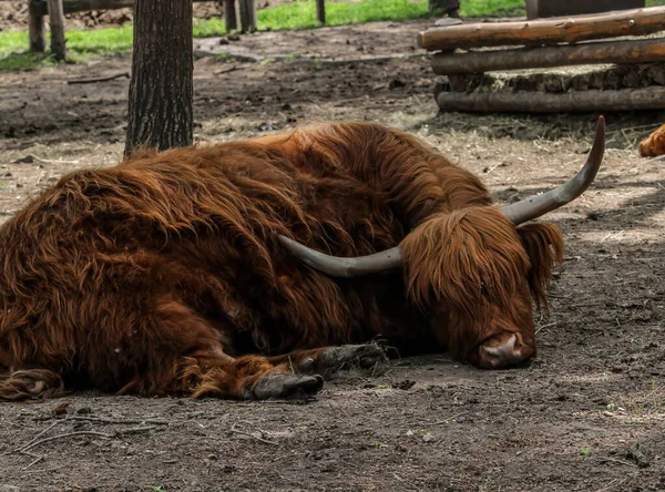A Highland Cow bos taurus taurus or sometimes known as a Hairy Coo are a rustic cattle breed reared for beef and found throughout. A Highland Cow Lies resting on the ground.