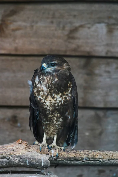 Pyšný Krkavec Buteo Buteo Sedí Létě Větvi Majestátní Pták Pozorující — Stock fotografie