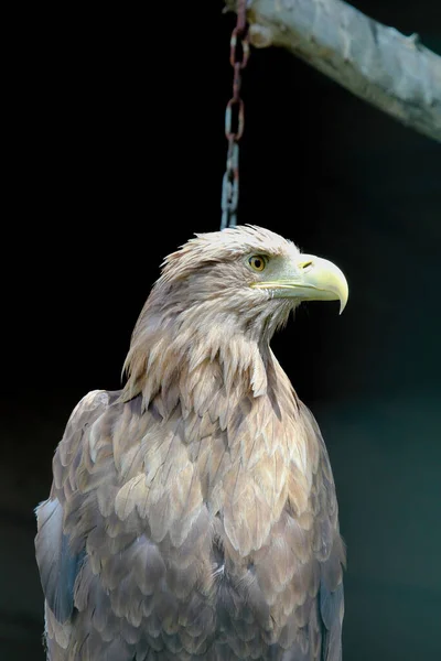 Big White-tailed eagle, portrait of a bird. Beautiful white tailed eagle standing in a cage at the zoo.