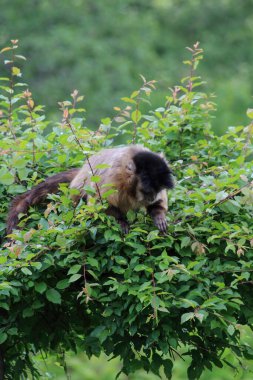 Doğada bir maymun. Kapuçin maymunları Sapajus cinsindeki kapuçin maymunlarıdır..