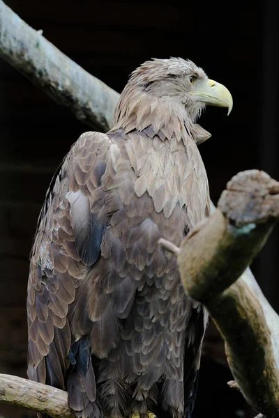 Big White-tailed eagle, portrait of a bird. Beautiful white tailed eagle standing in a cage at the zoo.