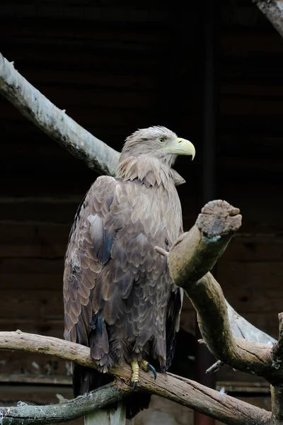 Big White-tailed eagle, portrait of a bird. Beautiful white tailed eagle standing in a cage at the zoo.