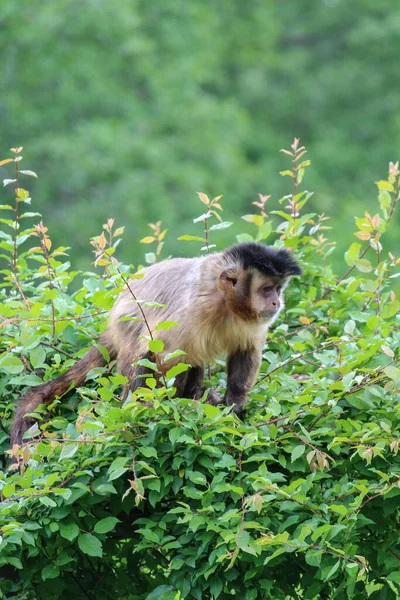 Μια Μαϊμού Στη Φύση Ανθεκτικοί Πίθηκοι Καπουτσίνοι Είναι Πίθηκοι Καπουτσίνοι — Φωτογραφία Αρχείου