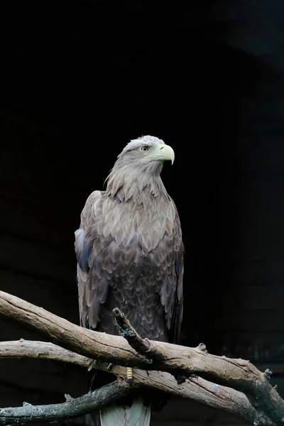 Big White-tailed eagle, portrait of a bird. Beautiful white tailed eagle standing in a cage at the zoo.