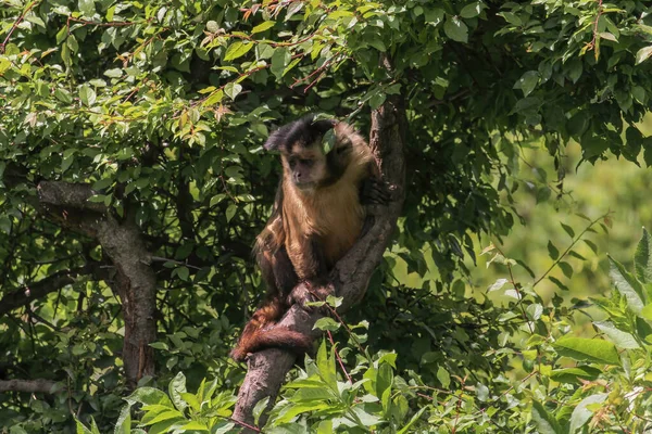 Een Aap Natuur Robuuste Kapucijnapen Zijn Kapucijnapen Van Het Geslacht — Stockfoto