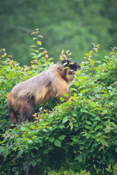 Singe Dans Nature Les Singes Capucins Robustes Sont Des Singes — Photo