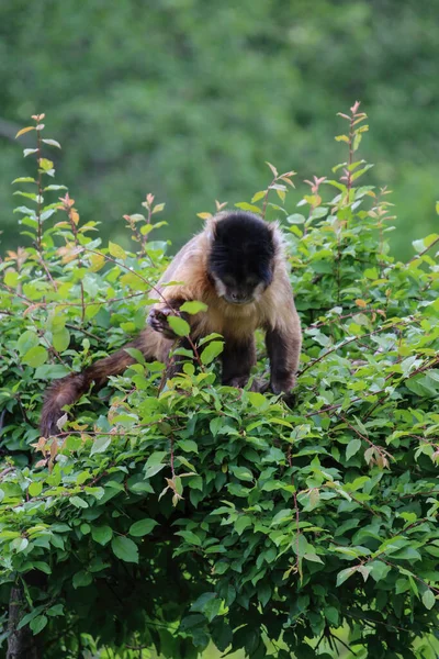 Een Aap Natuur Robuuste Kapucijnapen Zijn Kapucijnapen Van Het Geslacht — Stockfoto