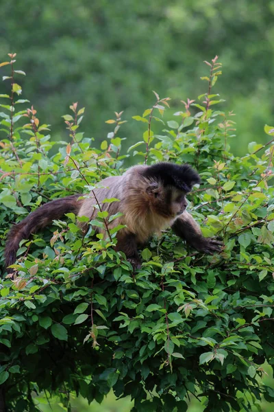 Μια Μαϊμού Στη Φύση Ανθεκτικοί Πίθηκοι Καπουτσίνοι Είναι Πίθηκοι Καπουτσίνοι — Φωτογραφία Αρχείου