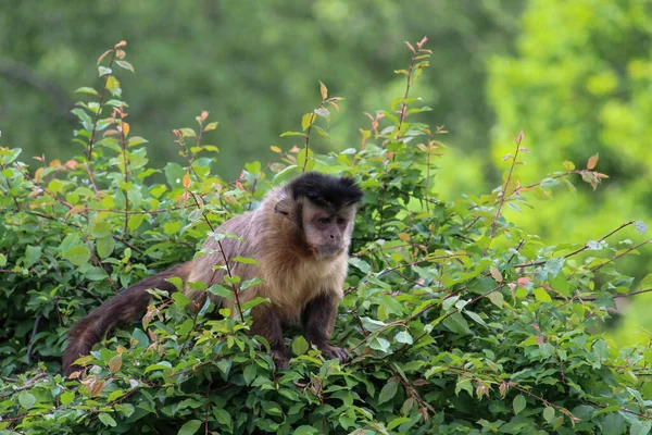 Een Aap Natuur Robuuste Kapucijnapen Zijn Kapucijnapen Van Het Geslacht — Stockfoto