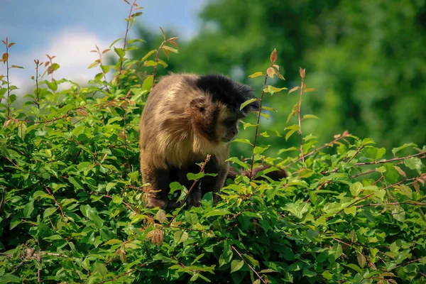 Foto De Stock Macaco-Aranha Preto, Royalty-Free