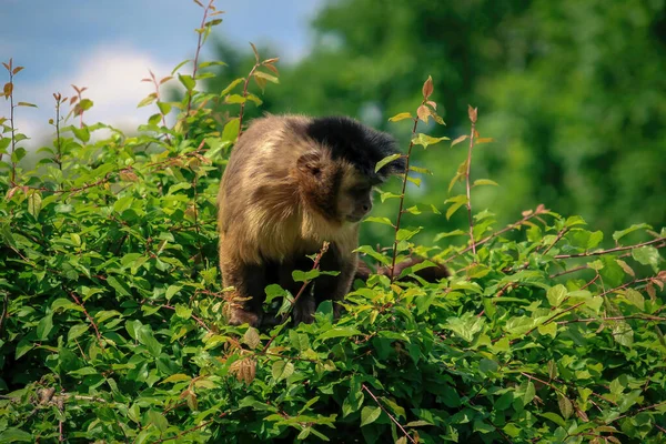 Monkey Nature Robust Capuchin Monkeys Capuchin Monkeys Genus Sapajus — Stock Photo, Image