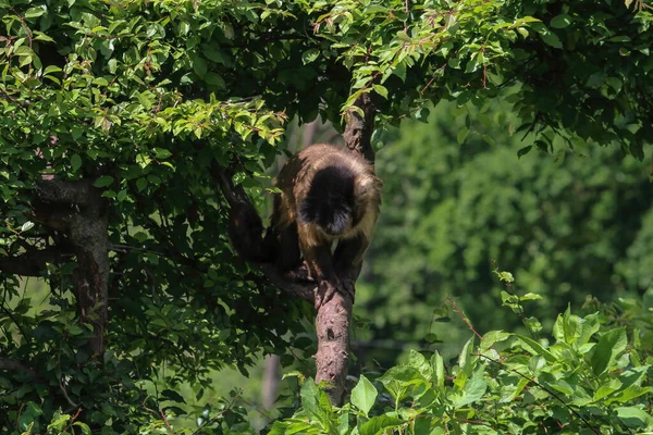 Een Aap Natuur Robuuste Kapucijnapen Zijn Kapucijnapen Van Het Geslacht — Stockfoto