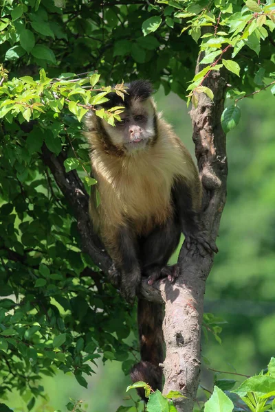Een Aap Natuur Robuuste Kapucijnapen Zijn Kapucijnapen Van Het Geslacht — Stockfoto
