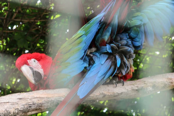Bellissimi Uccelli Greenwinged Macaw Macaw Rosso Siede Una Gabbia Allo — Foto Stock