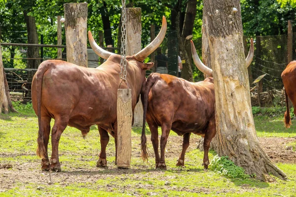 Watussi Bull Watussi Beautiful Watussi Cattle East Africa Pasture — Stockfoto