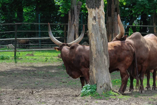 Watussi Bull Boi Watussi Belo Gado Watussi África Oriental Pasto — Fotografia de Stock