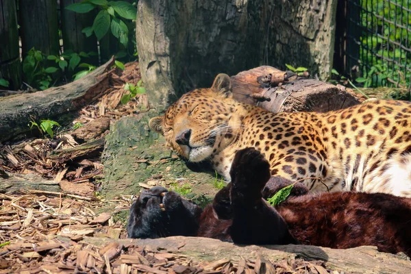 Leopardo Panthera Pardus Kotiya Gato Manchado Grande Acostado Árbol Hábitat — Foto de Stock