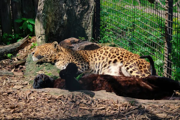Leopardo Panthera Pardus Kotiya Gato Manchado Grande Acostado Árbol Hábitat — Foto de Stock