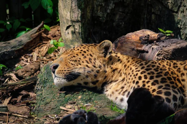 Leopardo Panthera Pardus Kotiya Gato Manchado Grande Acostado Árbol Hábitat — Foto de Stock