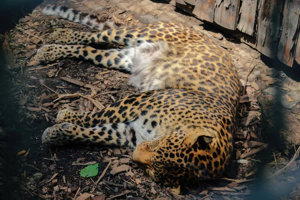 Leopardo Panthera Pardus Kotiya Grande Gato Manchado Deitado Árvore Habitat — Fotografia de Stock