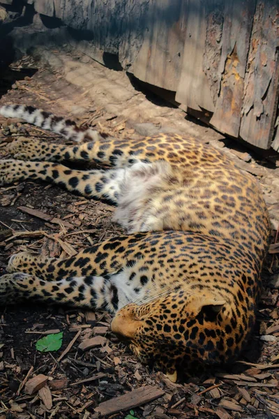 Leopardo Panthera Pardus Kotiya Grande Gato Manchado Deitado Árvore Habitat — Fotografia de Stock