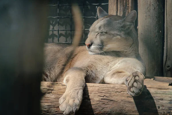 Uma Puma Dormir Num Lugar Ensolarado Cougar Selvagem Puma Concolor — Fotografia de Stock