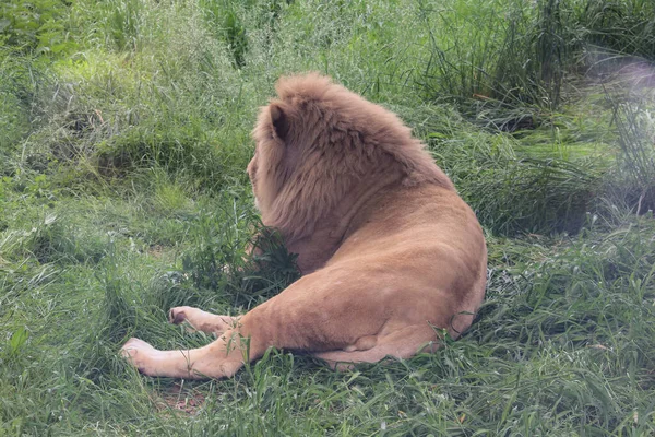 Lion Lies Grass — Stock Photo, Image