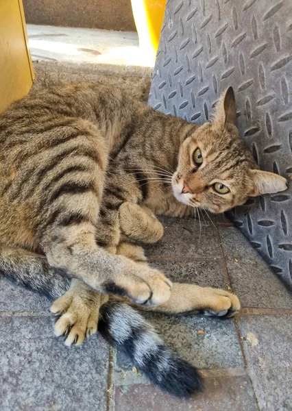 Kitty cat looking around and relaxing after stretching and cleaning and says hello to new visitors in the streets of a greek mediterranean small village town, Greece.