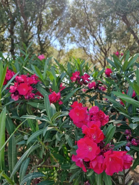 Květy Růžového Oleandru Latinský Název Nerium Oleander Nejčastěji Známý Jako — Stock fotografie