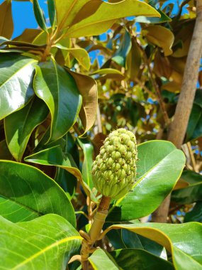 Manolya ağacının meyvesine yakın çekim. Sonbahar. Hasat. Güneşli bir gün. Magnolia ihtişamı