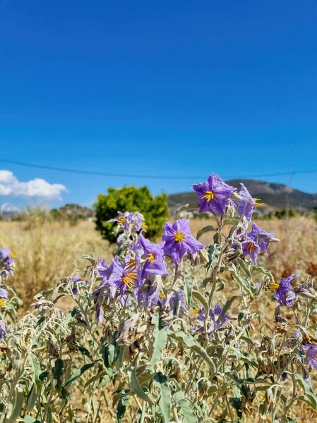 Solanum Crispum Glasnevin Chilean Potato Tree Greece — Stock Photo, Image