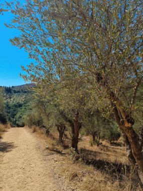 Yunanistan 'da bir zeytin ağacı tepesi