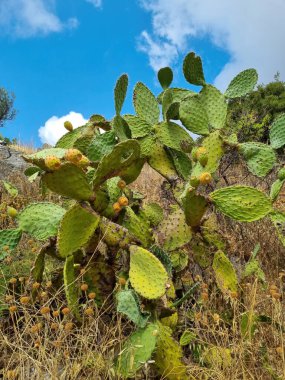 Güzel çiçek açan dikenli armut kaktüsü arka planı. Bir sürü meyveli dikenli armut kaktüsü.