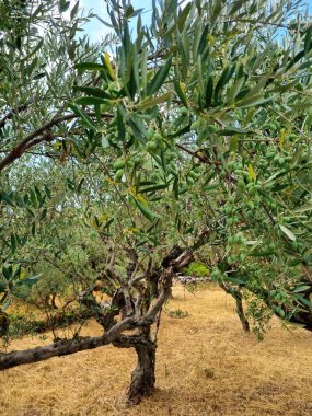 Yunanistan 'da bir zeytin ağacı tepesi