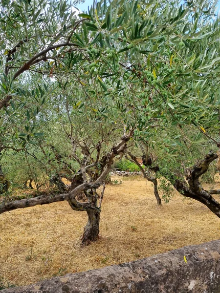 Wzgórze Drzew Oliwnych Grecji — Zdjęcie stockowe