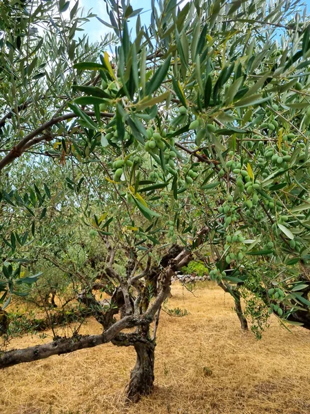 Hill Olive Trees Greece — Stock Photo, Image