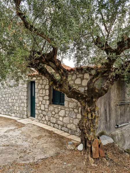Пагорб Оливкових Дерев Греції — стокове фото