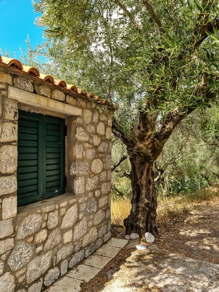 Пагорб Оливкових Дерев Греції — стокове фото