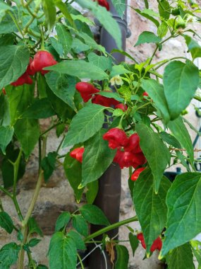 Yunanistan 'da yetiştirilen organik biber ya da biber piskoposluğunun Capsicum yıllığı