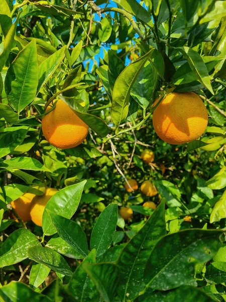 orange tree with fruits, beautiful drove of orange. Ripe organic oranges hanging from an orange tree.