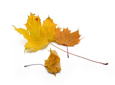 akçaağaç yaprakları