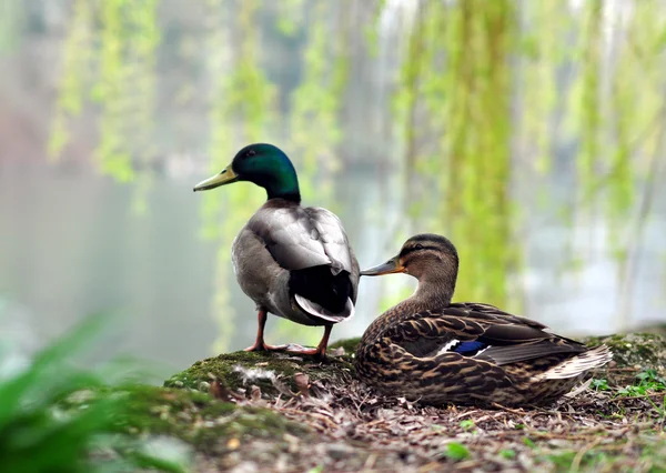 Enten am See Stockbild