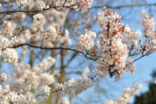 Blooming tree — Stock Photo, Image