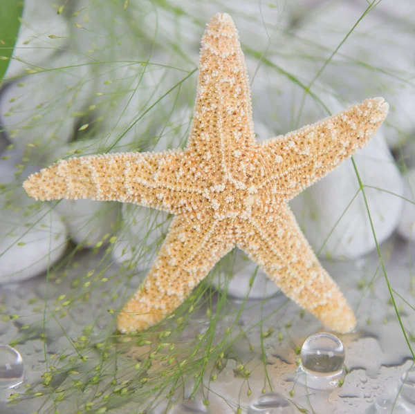 Stelle marine — Foto Stock