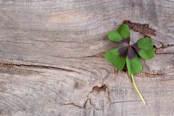 Happiness with shamrock — Stock Photo, Image